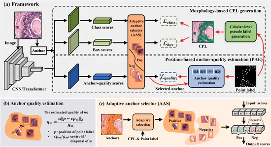 Position-based anchor optimization for point supervised dense nuclei detection